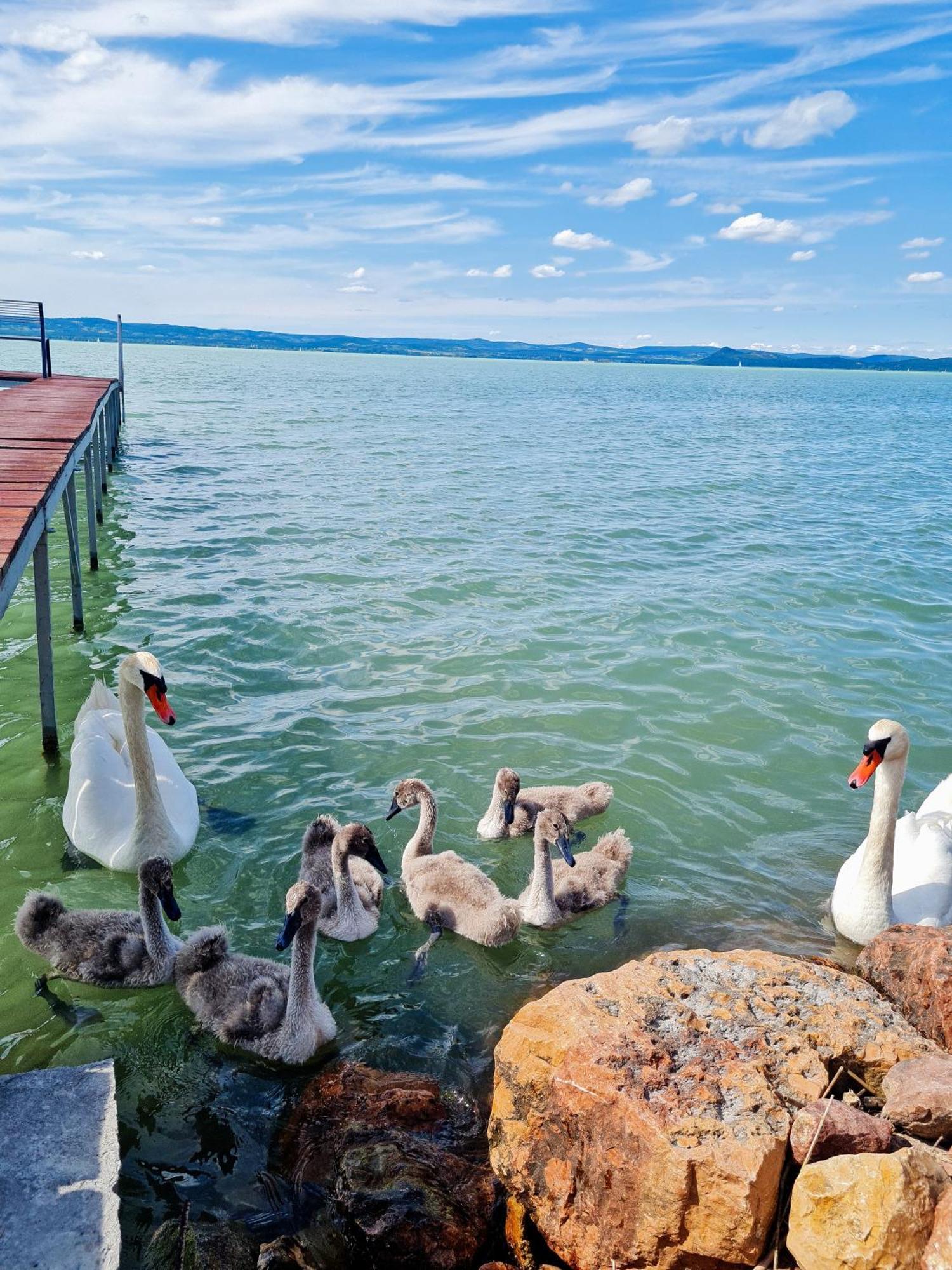 Flamingo Apartman Balatonszarszo Zewnętrze zdjęcie